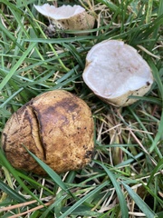 Rhizopogon