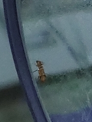 Cerambycoidea