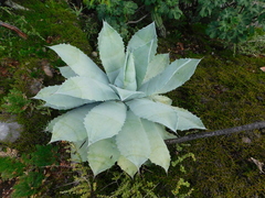 Agave seemanniana