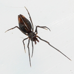 Neospintharus trigonum