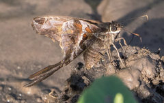 Chioides