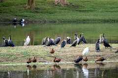 Nannopterum brasilianum