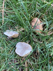 Rhizopogon