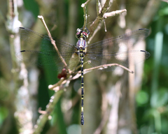 Eusynthemis nigra