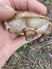 Tricholoma fracticum