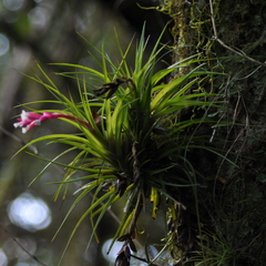 Tillandsia tenuifolia