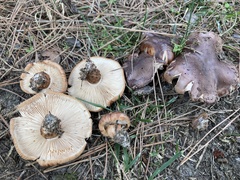 Tricholoma fracticum
