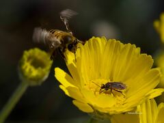 Melacoryphus lateralis