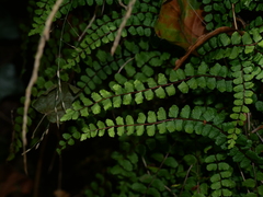 Asplenium trichomanes trichomanes