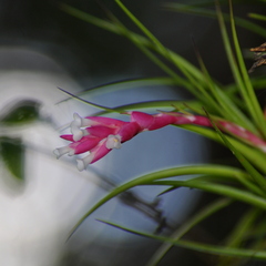 Tillandsia tenuifolia