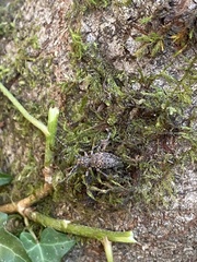 Plectrura spinicauda