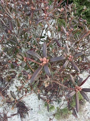 Rhododendron minus