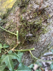 Plectrura spinicauda