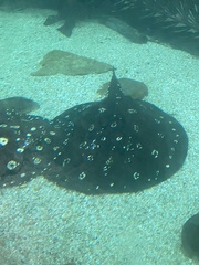 Potamotrygon leopoldi