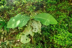 Bathysa australis