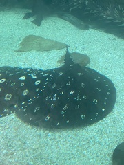 Potamotrygon leopoldi