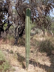 Lophocereus marginatus