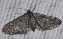 Eupithecia orana