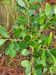 Ilex glabra