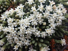 Kelleria villosa
