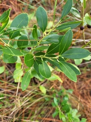 Ilex glabra