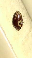 Chelonarium ornatum