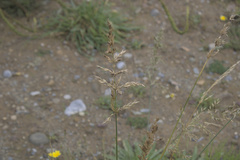 Arrhenatherum elatius