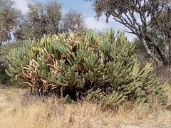 Myrtillocactus geometrizans