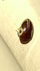 Chelonarium ornatum