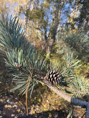 Pinus resinosa