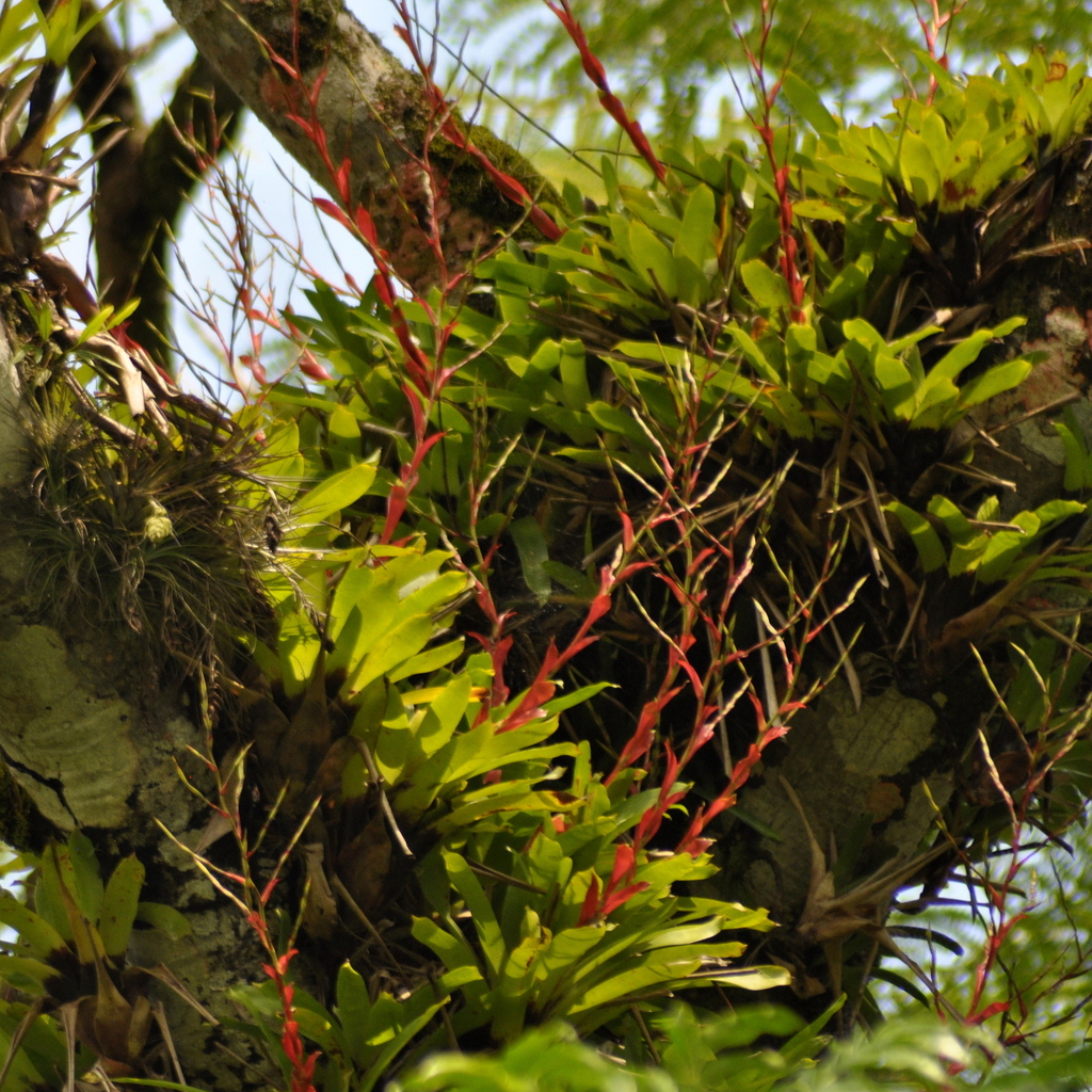 Vriesea vagans