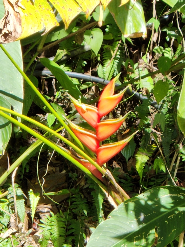 Heliconia bihai, Santa Marta (Dist. Esp.), CO-MA, CO