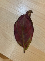 Magnoliopsida