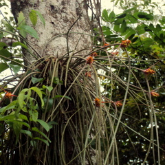 Acanthostachys strobilacea