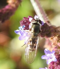 Platycheirus trichopus