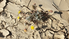 Trichoptilium incisum