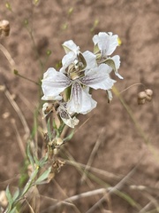Goodenia albiflora