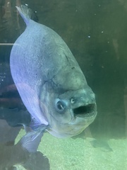 Piaractus brachypomus