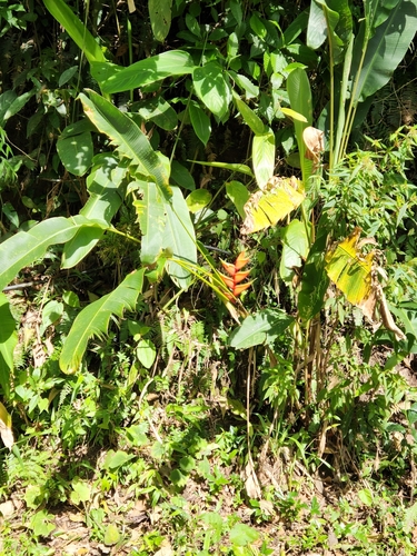 Heliconia bihai