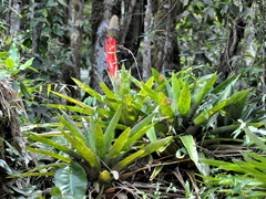 Aechmea ornata