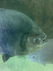 Piaractus brachypomus