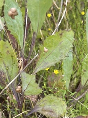 Goodenia albiflora