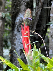 Aechmea ornata