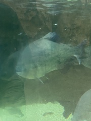 Piaractus brachypomus