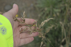 Arrhenatherum elatius