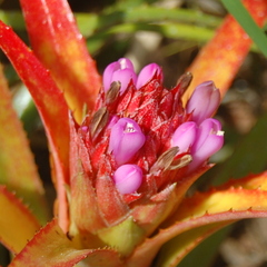 Aechmea recurvata