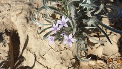 Langloisia setosissima setosissima