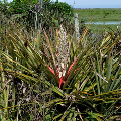 Bromelia antiacantha