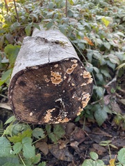 Stereum gausapatum