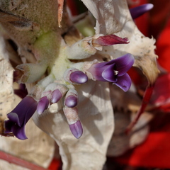 Bromelia antiacantha